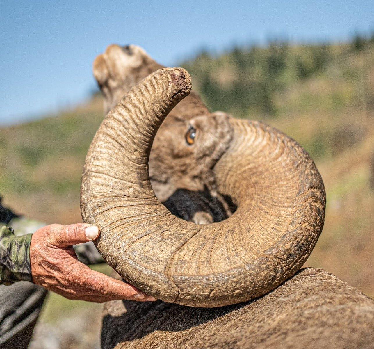 SMO Top Picks - Kryptek